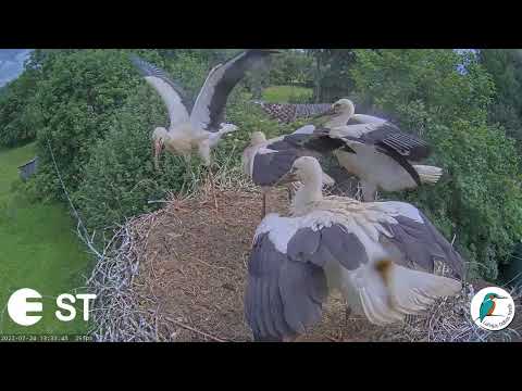 Baltie stārķi (Ciconia ciconia) Tukuma novadā - LDF tiešraide. Pirmais stārķīts izlido:))24.07.2022