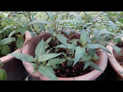 HERBS // BACKYARD GARDEN // VIETNAMESE CORIANDER