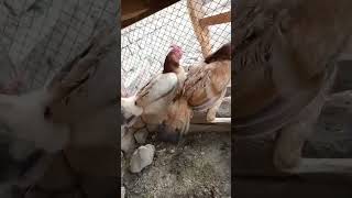 Two Hens In a Cage #two #hens #cage #murgi #shamo #aseel #village #farming #viralshorts #subscribe