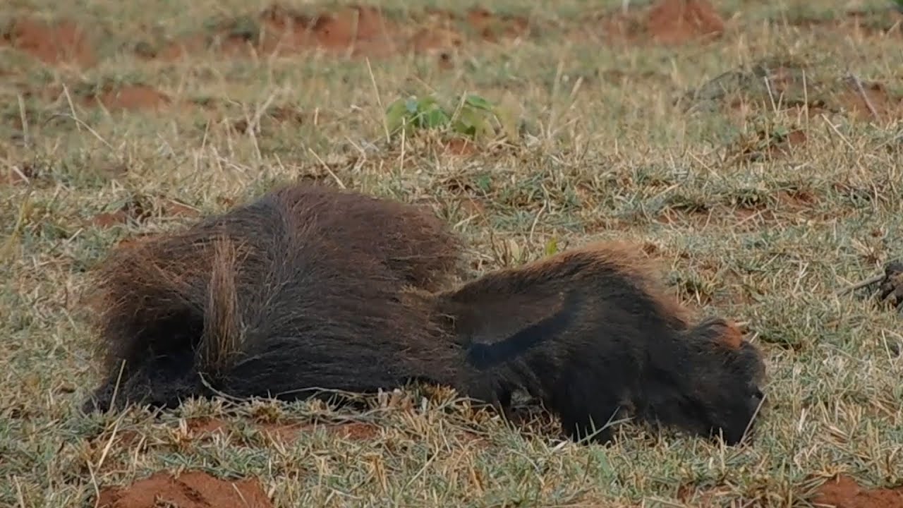 Behaviour pattern: Opening of the folded tail / Padrão comportamental: Abrir a cauda em rodilha.