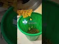 Video Jinan Eagle Fried Triangles, Doritos