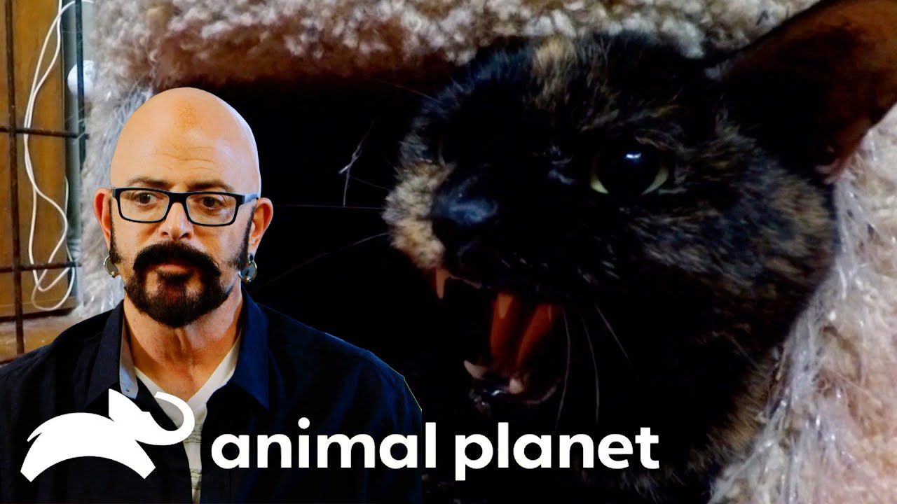 Can Jackson Save this Troubled Cat From Being Put Down?! | My Cat From Hell | Animal Planet