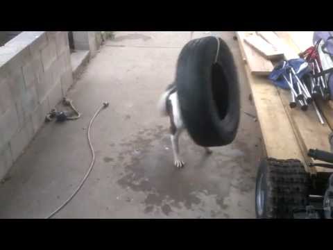 Jt's first time on Macha's tire