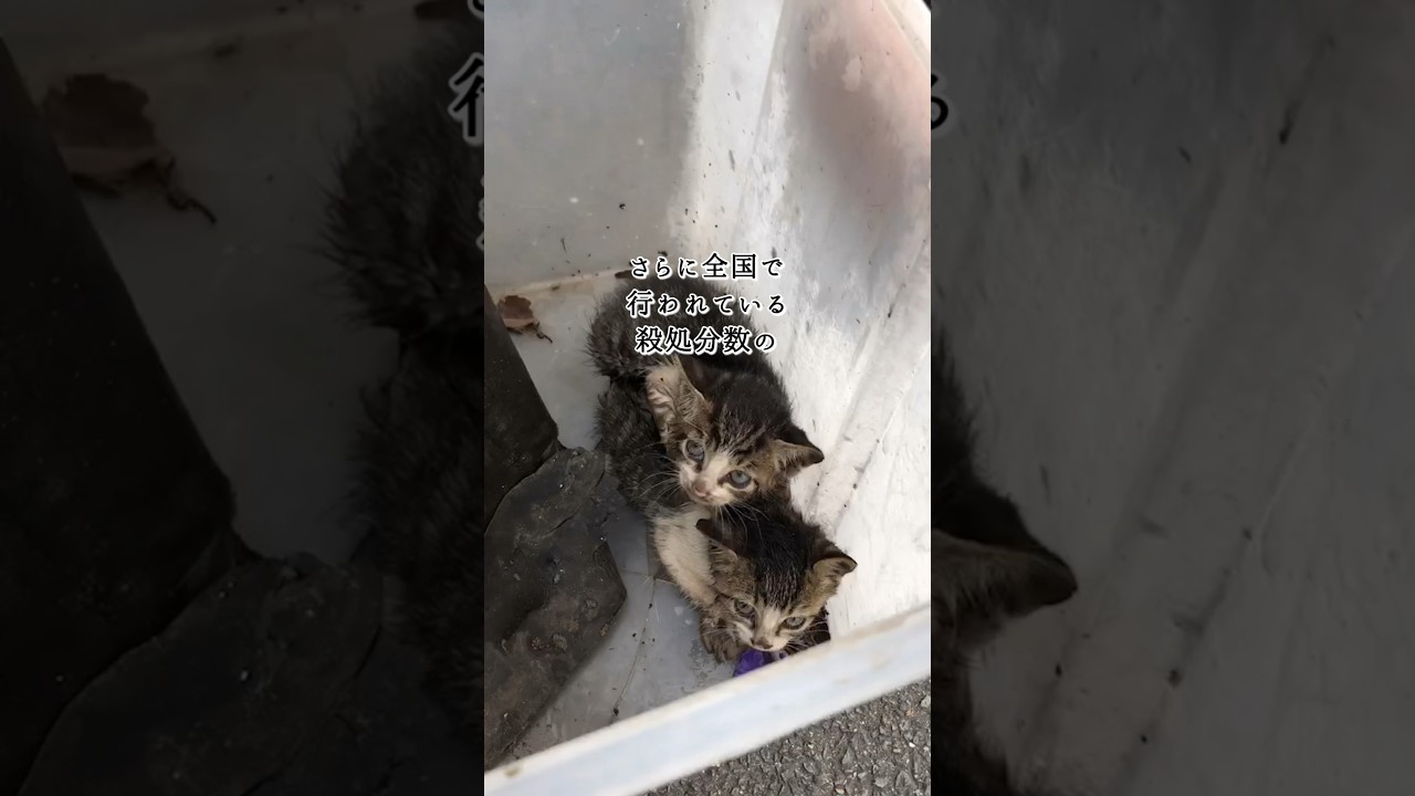 殺処分を減らすにはどうしたら結局どうしたらいいの？ #保護猫　#animal rescue #負傷猫　#野良猫