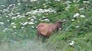preview picture of video 'Lost Coast Elk'