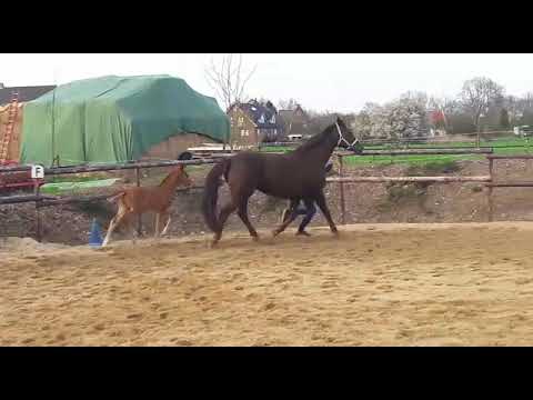 Hengstfohlen vom Fuersten - Look