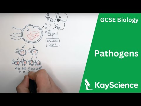 Pathogens (Bacteria, Viruses, Fungi & Protists) - GCSE Biology | Kayscience.com