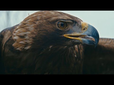 Ummet Ozcan - Yima (Official Music Video)