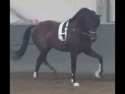 2016 top Dressurhengst / top dressage stallion ! www.sporthorses-online.com