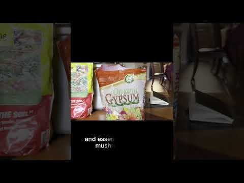 Do you add Gypsum to your grains during the rehydration step? #bellabora #mycology #mushroomgrowing