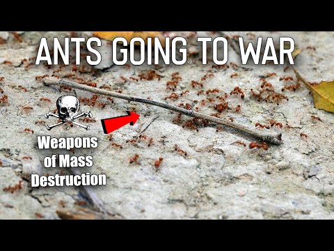 I Filmed Ants Going to War