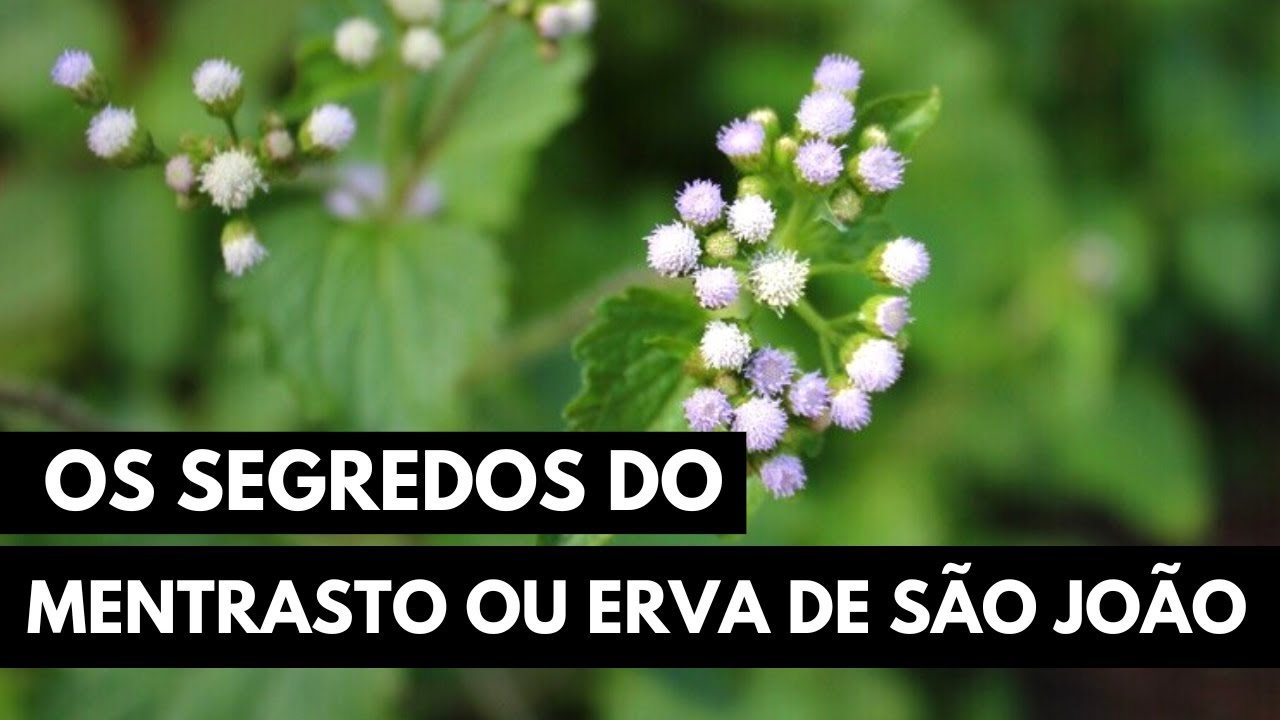 MENTRASTO OU ERVA DE SÃO JOÃO: A PLANTA QUE TE AJUDA EM VÁRIAS COISAS #019