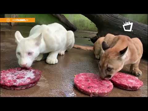 Itzae, la primer puma albina de Nicaragua sigue creciendo junto a sus hermanas