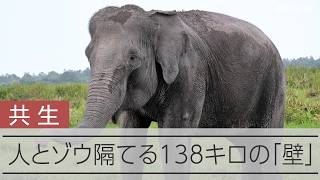 人間と象を隔てる138キロの「壁」　隔離は解決策か