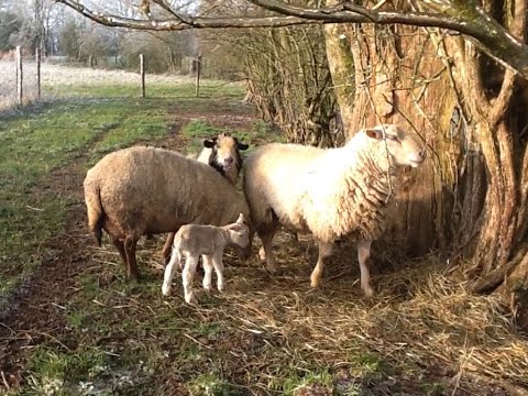 ELLIOT NE M'ATTAQUE PAS! 🤣Mon bouc qui tape la discute aux autres et fait des trucs bizarre (⊙_⊙')