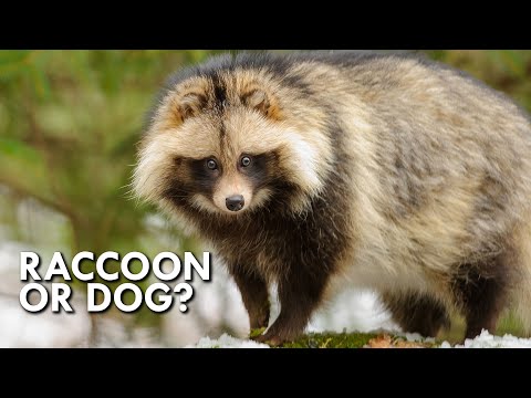 This Japanese 'Raccoon Dog' is Such a Unique Animal!