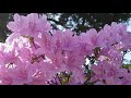 Relaxing Music With Beautiful Nature Peaceful Piano Music By Soothing Relaxation Audio World