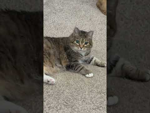 Ethel knows she’s the cutest 😂 #ethel #cat #cuteanimal #oiiaoiia #cutecat