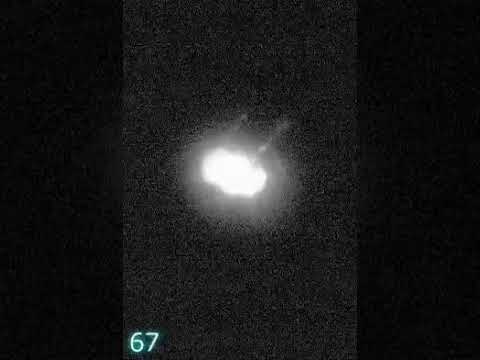 シアワセモは強い光から逃げずに防御する～4細胞緑藻シアワセモの近縁藻類とは異なる生存戦略を発見～（動画4）