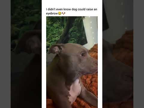 “If you grab me I’m a bite’cha” #dogshorts #dogshorts #funny #petshub #pets #puppy