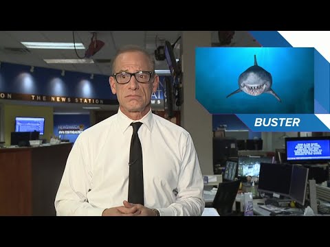 Animals take over | Talkback Feedback - YouTube