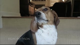 MI PERRO NO QUIERE SALIR A GRABAR!!!