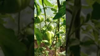 Томат Золотой ананас: отзывы, описание сорта, фото, видео, отзывы ...