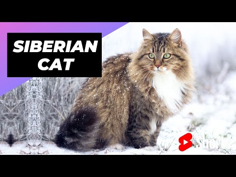 Siberian Cat 🐶 One Of The Most Expensive Cat Breeds In The World #shorts