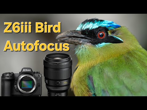 Is It Accurate? Nikon Z6iii Bird Detect Autofocus Review