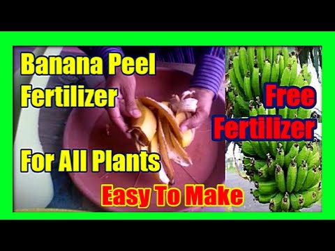 How To Make Banana Peel Fertilize: Banana Fertilizer For Plants