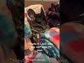 CHINCHILLA TRIES TO HIDE IN BLANKETS