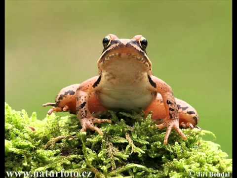 Idol by Zapo = )  ts3: escaria.pl