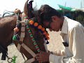 Hu To Panidar Ghodlo Aanu Rangili Love Status Horse Love Status Whatsapp Status