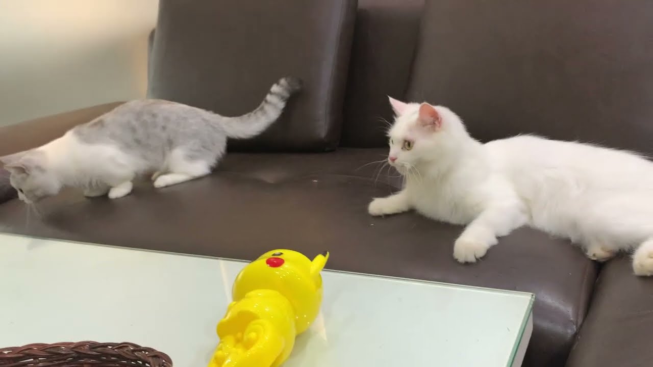 Two Funnycats Playing with a Dice on the Sofa 😂 So Cute and Happy 💕🐱