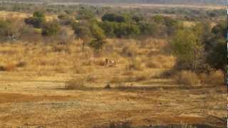 preview picture of video 'Lioness walking and impala making funny sounds'