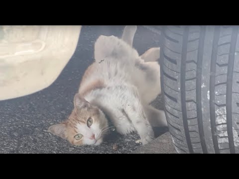 Karl Blau - Pasadena (Official Music Video)