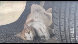 Karl Blau – “Pasadena”