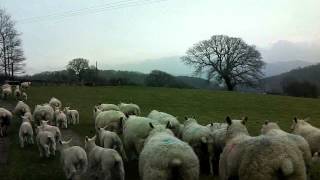 The Welsh Countryside  -  Denbighshire