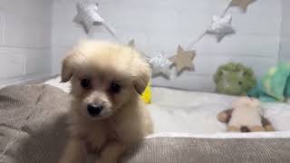 ハーフ犬の動画01