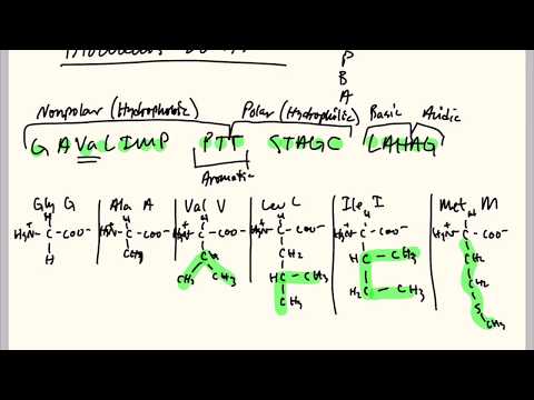 Memorize the 20 Amino Acids - Easiest Method!