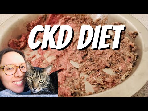 Easy raw and homemade diets for your CKD cat