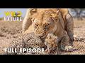 Run or Die (FULL EPISODE) | Survival Has No Mercy in Savage Kingdom | Animal documentary DEFAULT Thumbnail