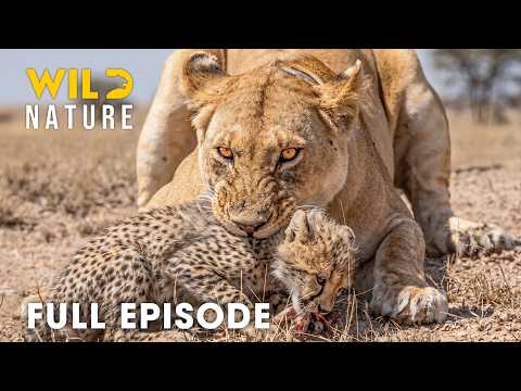 Run or Die (FULL EPISODE) | Survival Has No Mercy in Savage Kingdom | Animal documentary