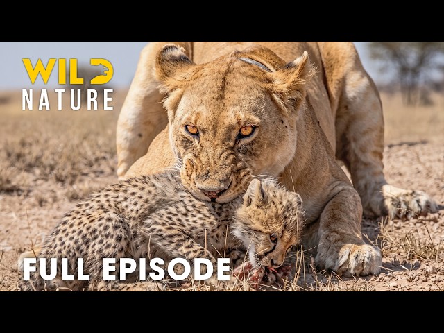 Run or Die (FULL EPISODE) | Survival Has No Mercy in Savage Kingdom | Animal documentary SDDEFAULT Thumbnail