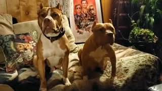 Once upon a time in Hollywoods Brandy aka Sayuri & stunt double Brandy aka Cerberus update