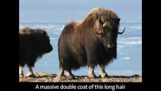 Arctic Animals and their Amazing Hair