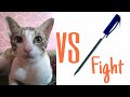 Very Funny Video Of Cat WhatsApp Status 2018