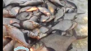 Ловля леща зимой на вышневолоцком водохранилище