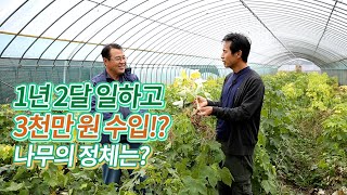 1년 두달 일하고 3천만원 수입 !! 나무의 정채는 ?