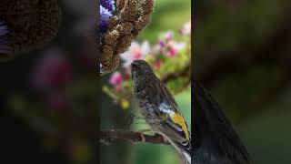 Download lagu Burung Kenari Blackthroat Bernyanyi E4 #burungbernyanyi #Kenari #finch mp3